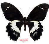 Papilio gambrisius (Seram) A-